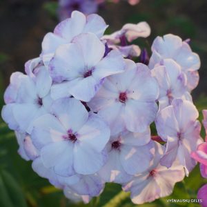 flioksai ‘Muzyka Vetra‘