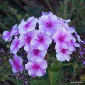 flioksai ‘Nevskii-Briz‘