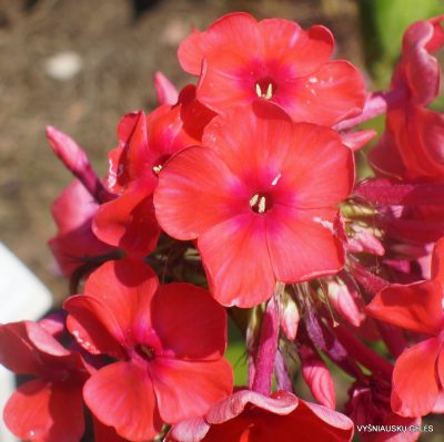 flioksai ‘Olimpiiskii Ogon‘