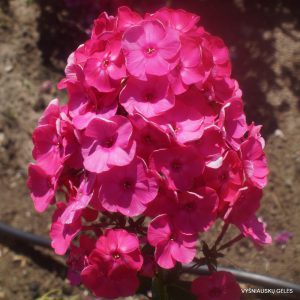 flioksai ‘Pangodi Punane‘