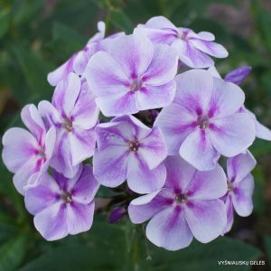 flioksai ‘Parad Planet‘