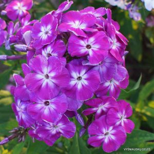 flioksai ‘Pesnyary‘