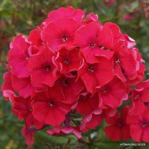 flioksai ‘Red Flame‘