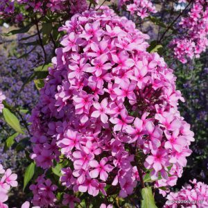 flioksai ‘Rozovye Zvezdochki‘