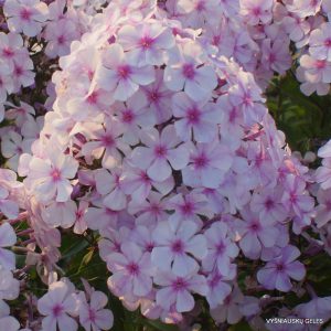 flioksai ‘Shapki Gortenzii‘