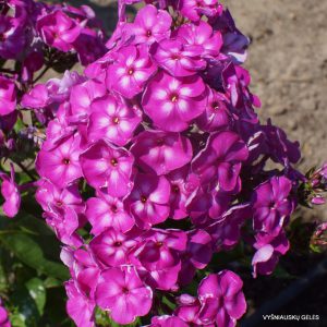 flioksai ‘Sherburgskie Zontiki‘