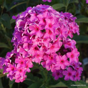 flioksai ‘Sozvezdie Telets‘