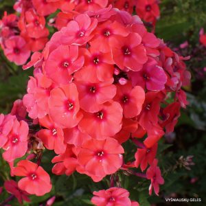 flioksai ‘Spätlicht‘