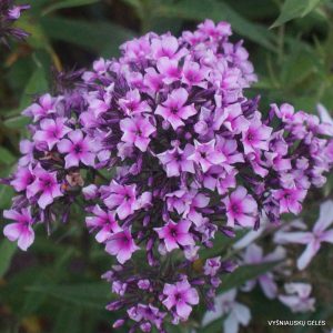 flioksai ‘Starburst‘