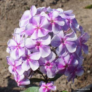 flioksai ‘Tikhii Don‘