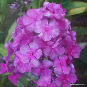 flioksai ‘Titan‘