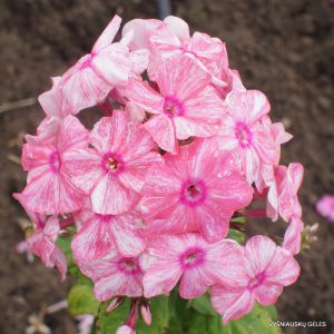 flioksai ‘V Luchakh Voskhoda‘