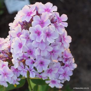 flioksai ‘Vetka Sireni‘