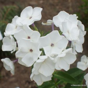 flioksai ‘Zashchitnikam Leningrada‘