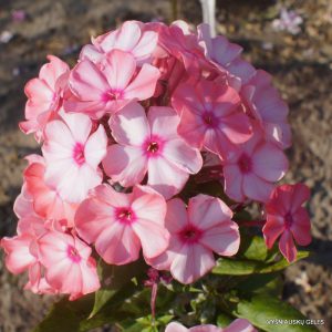 flioksai ‘Zolotaya Rus‘