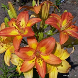 lelijos 'Saulės Palytėta'