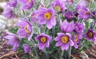 pulsatilla