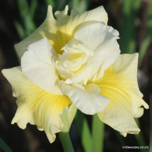 sibiriniai vilkdalgiai 'Dance and Sing' (2)