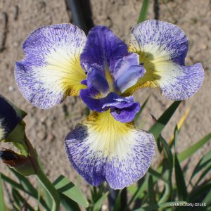 sibiriniai vilkdalgiai 'Emily Ann'