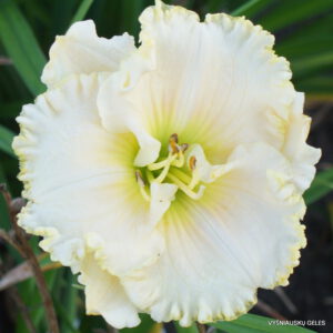 viendienė 'Apple Blossom White'