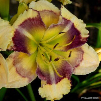 viendienė Blue Bubble (2)