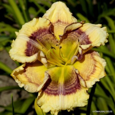 viendienė Blue Bubble