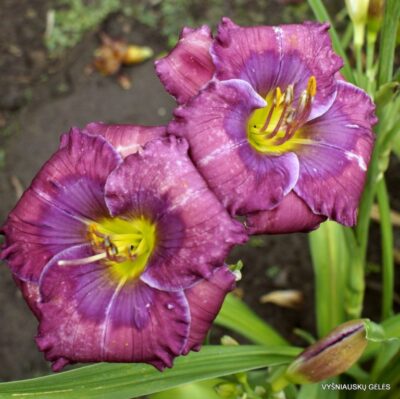 viendienė Lavender Blue Baby'