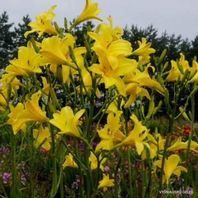 viendienė Notify Ground Crew (2)