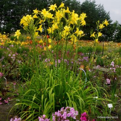viendienė Notify Ground Crew