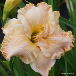 viendienės 'Forsyth Comanche'