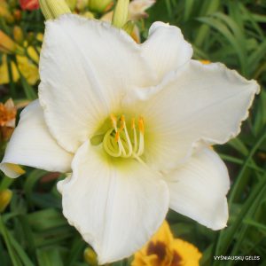 viendienės 'Gentle Shepherd'