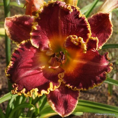 viendienės 'Greywoods Evenstride'