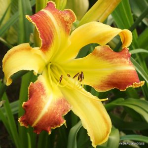 viendienės 'Laughing Giraffe'