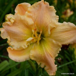 viendienės 'Wonderstruck'