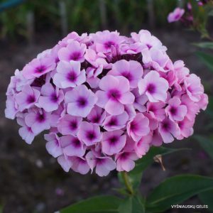 flioksai ‘Mozaika‘