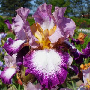 vilkdalgiai 'Change of Pace'