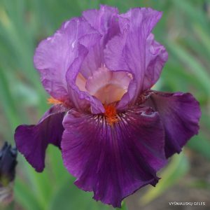 vilkdalgiai 'Genes Rus'