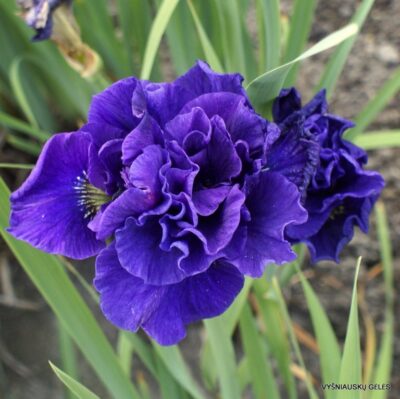 vilkdalgis Concord Crush (2)