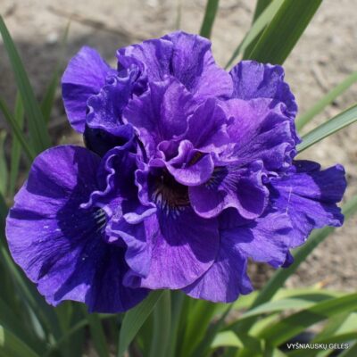 vilkdalgis Concord Crush