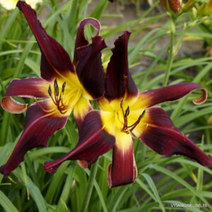 ‘Webster’s Aggie’