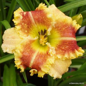 Bass Gibson x Armed To The Teeth (2)