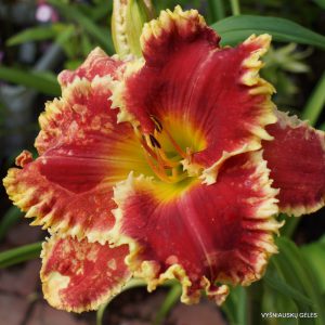 Bass Gibson x Armed To The Teeth