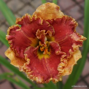 Bass Gibson x Hexenbeast