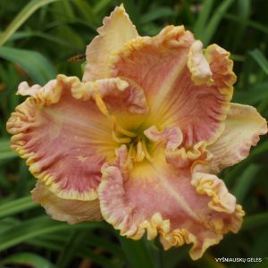 Boundless beauty x Harold Steen