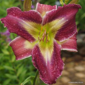 Chicka Chicka Boom Boom x Emerald Starburst