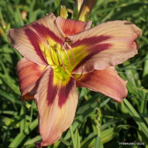 Chicka Chicka Boom Boom x Phill Warbasse