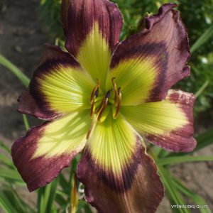 Cradle of Bethlehem x Boss Hogg