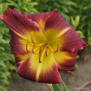 Cradle of Bethlehem x Boss Hogg (2)