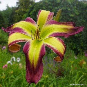 Dance with Somebody x Emerald Starburst