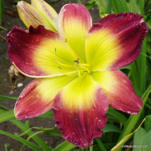 Dance with Somebody x Kermit's Scream